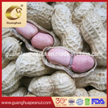 Jumbo Groundnut Kernels with Export Quality